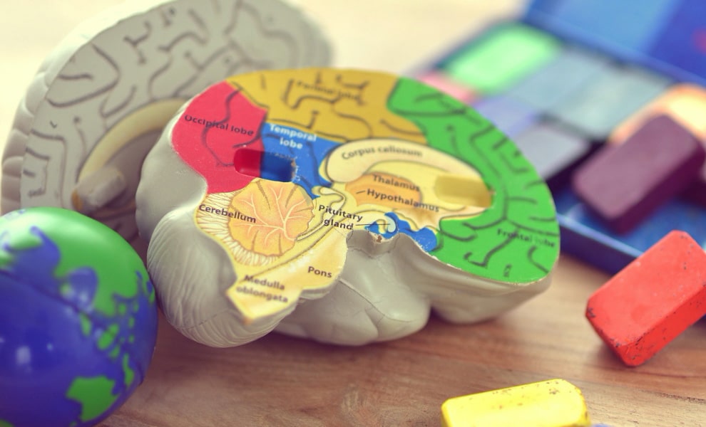 カラフルな脳の断面図の模型