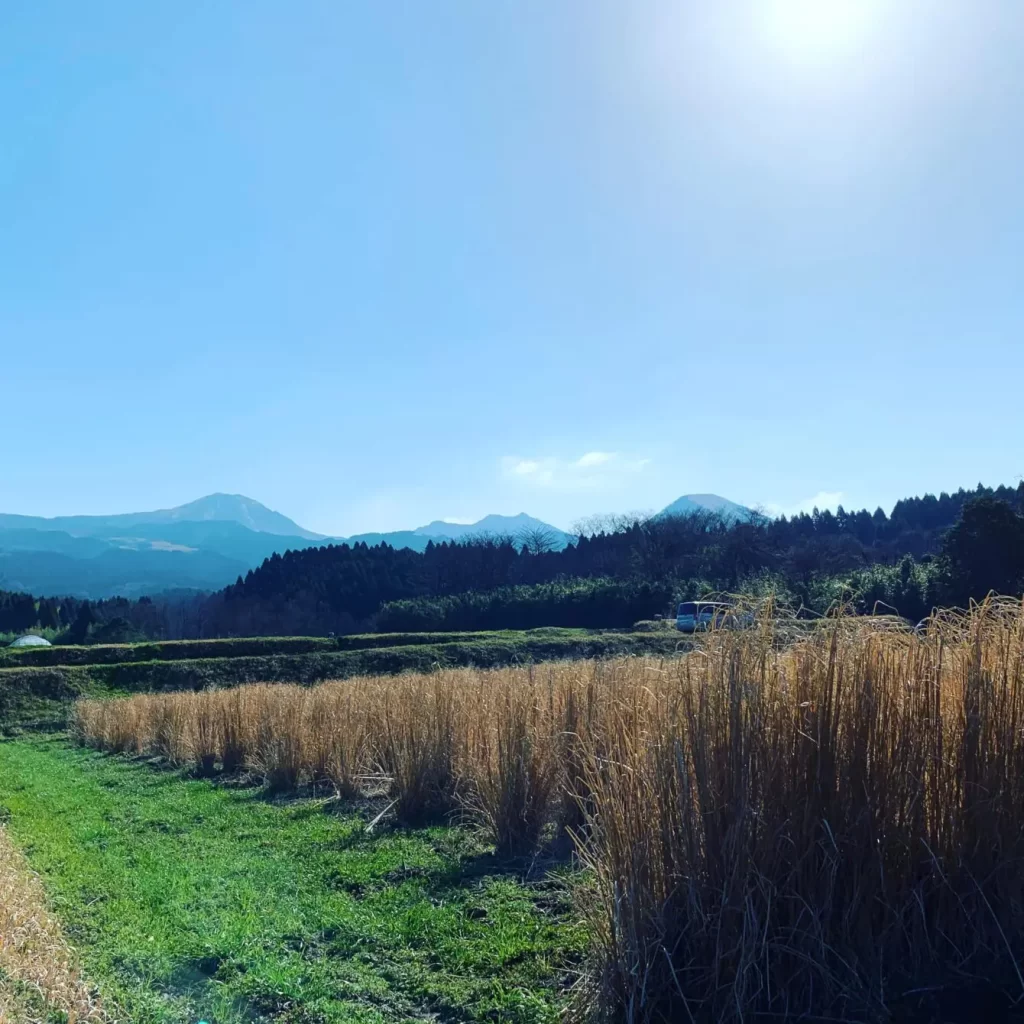 福岡県八女市星野町のベチバー